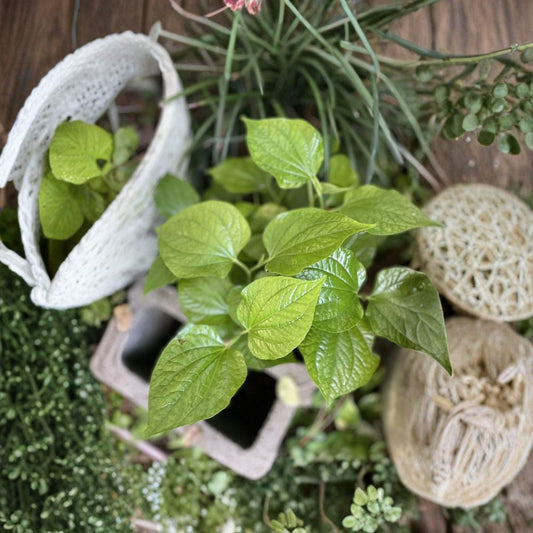 Piper Lolot (Lá Lốt) – Live Bare Root Plants | Set of 5 | Organic Wild Betel Leaf Herb | Asian Culinary Herb