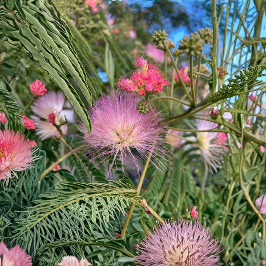 Pink Mimosa Tree Live Plant | Albizia julibrissin | 6–12 Inch Starter Tree | Silk Tree | Fragrant Pink Flowers | Hardy Zones 6–9