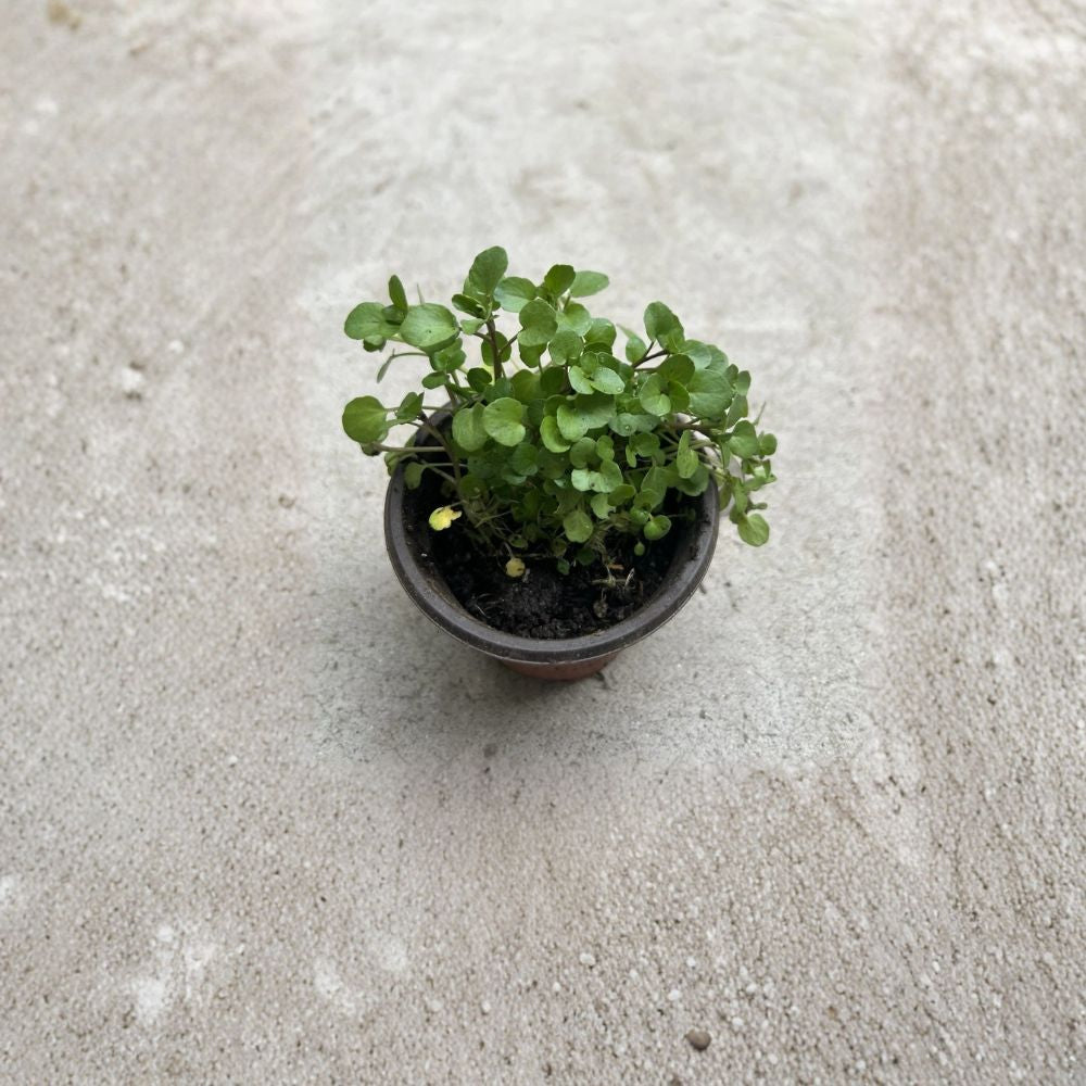 Fresh Watercress Live Plant – Rooted in Pot | Ready to Plant | Edible Herb & Aquatic Vegetable