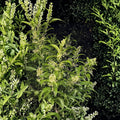 Night Blooming Jasmine Plant Set of 2 – 4–13 Inch Tall Live Cestrum nocturnum | Fully Rooted in Pot | Fragrant Night Flowering Shrub | Indoor Outdoor