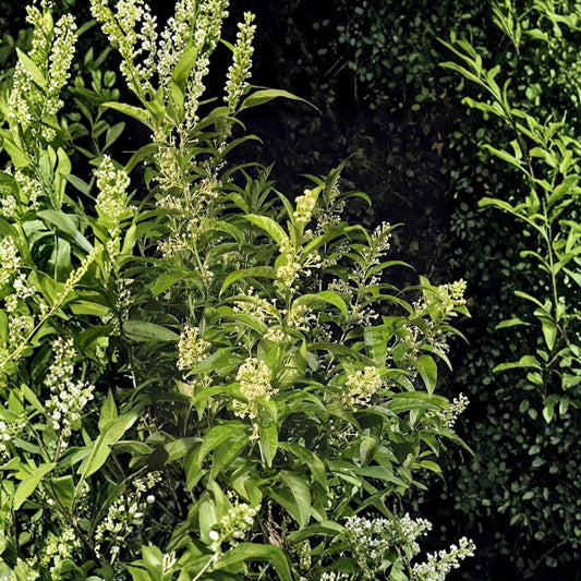 Night Blooming Jasmine Plant Set of 2 – 4–13 Inch Tall Live Cestrum nocturnum | Fully Rooted in Pot | Fragrant Night Flowering Shrub | Indoor Outdoor