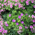 Organic Wild Geranium Bare Roots – 10 Cranesbill Maculatum Plants | Native Perennial Shade Flowers | Purple Woodland Geranium