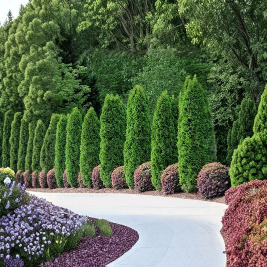 Emerald Green Arborvitae – Thuja occidentalis ‘Smaragd’ Live Starter Plants | Set of 30 Bare Root Evergreen Hedge Trees | Privacy Screen Landscaping | Fast Growing Outdoor Plants