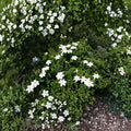 Cape Jasmine Seeds – 50 Pack | Gardenia jasminoides | Fragrant White Blooming Shrub | Indoor & Outdoor Planting | Free Shipping