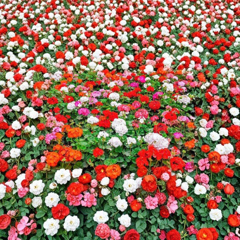Mixed Color Geranium Seeds – 10 Pelargonium Zonale F2 Mix Seeds | Pink Purple Red Salmon White Flowers | Patio & Garden Blooms