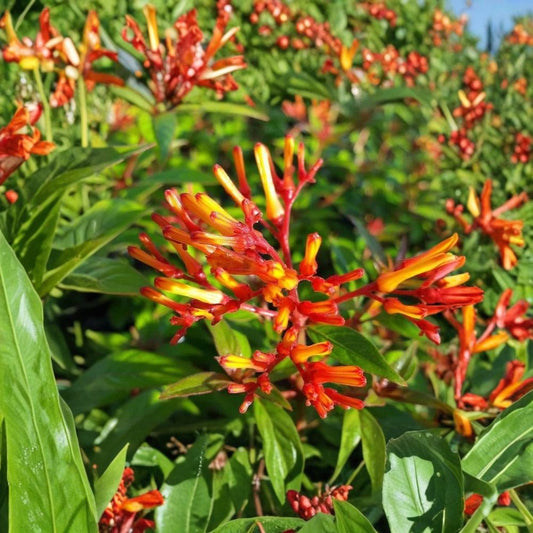 4 Live Mexican Firebush Plants – 4–6 Inches Tall | Hamelia patens | Hummingbird & Butterfly Plant | Red-Orange Blooms | No Pot | Pollinator Garden Shrub
