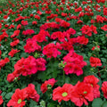 Cherry Rose Geranium Starter Plant – Live Flowering Geranium | Cherry Rose Blooms | Patio & Container Friendly | Easy to Grow Ornamental Plant