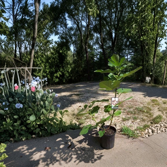 Texas Everbearing Fig Tree – Ficus carica Live Plant | 1–3 Feet Tall | 1 Gallon Size | Sweet Fruit Producing Tree | Includes Root-Wrapped Plant | Easy to Grow