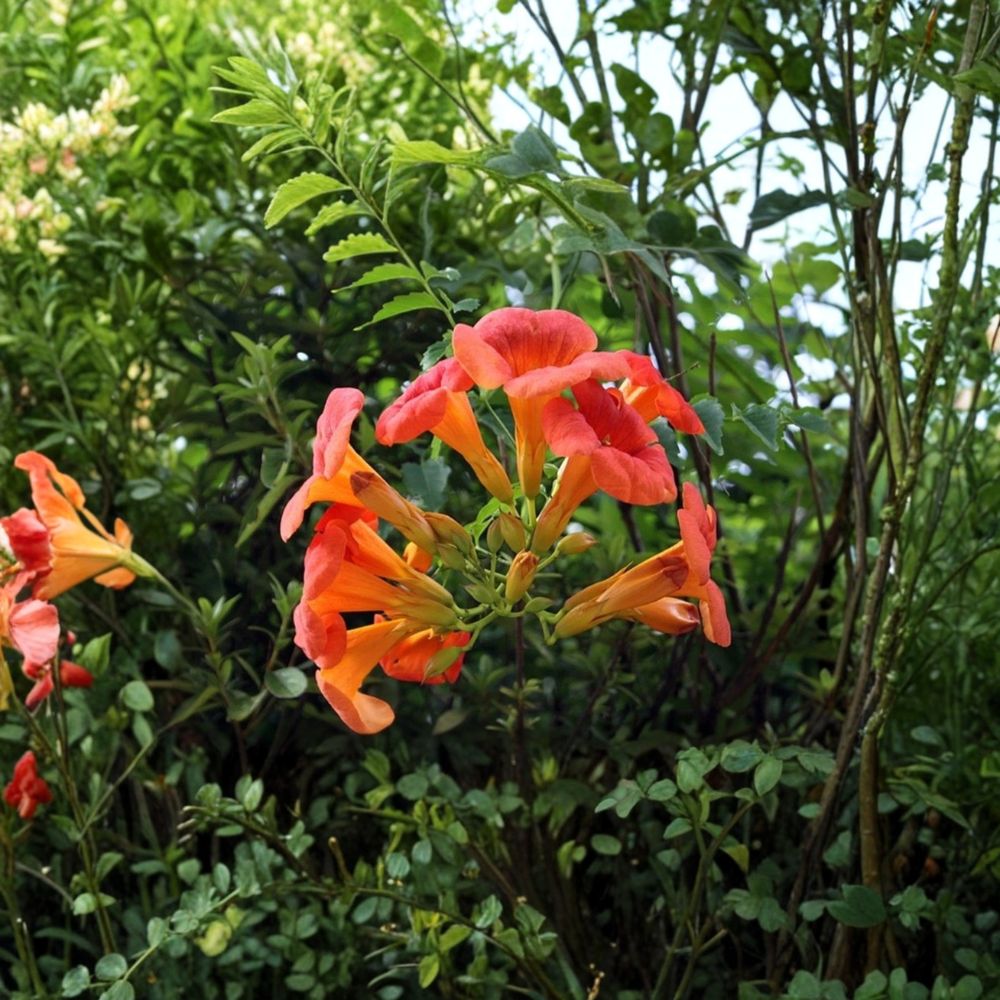 Flame Red Trumpet Vine – Campsis radicans Bare Root Live Plant | 1+ Foot Tall | Hardy Climbing Vine | Hummingbird Friendly | Easy to Grow