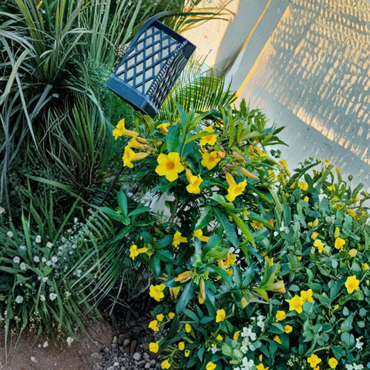 Brown Bud Allamanda – 3 Live Plants | 4–6 Inches Tall | Ships Without Pot | Yellow Trumpet Flowers | Tropical Flowering Vine | Allamanda