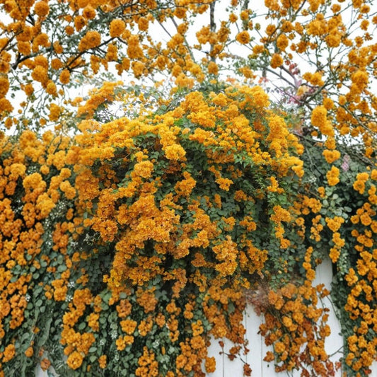 2 Live California Gold Bougainvillea Plants – 4" Starter Plants | Golden Yellow Blooms | Tropical Flowering Vine | No Pots