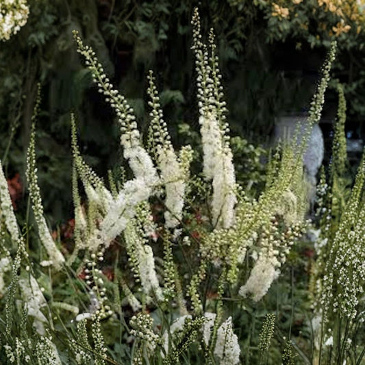 Black Cohosh – 3 Live Bare Root Plants | Actaea racemosa | Native Woodland Perennial | White Flower Spikes | Easy to Grow