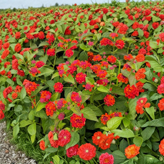 Red Lantana – Live Flowering Plant | 4 Inch Starter | Bright Red Blooms | Heat & Drought Tolerant | Patio, Container & Hanging Basket Plant