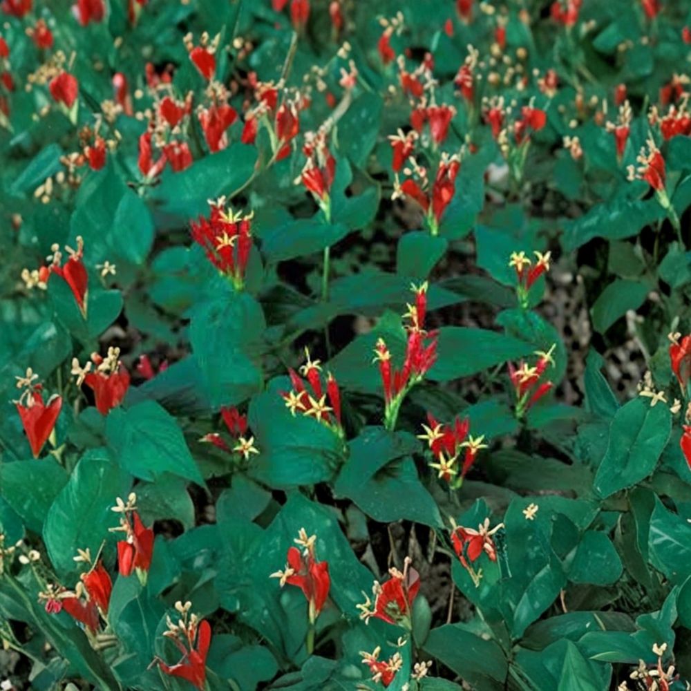 Indian Pinkroot – Spigelia marilandica Live Bare Root Plants | Set of 3 | Native Perennial Wildflower | Shade Garden Herb Plant