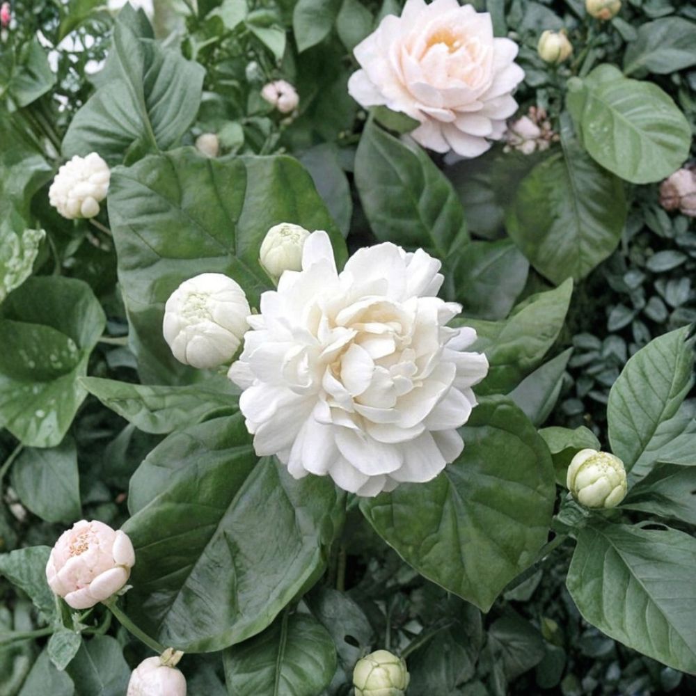 Grand Duke of Tuscany Jasmine – Jasminum sambac Live Plant | Double Flower Arabian Jasmine | 2–8 Inch Rooted Starter | Highly Fragrant Indoor Plant