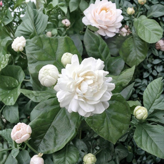 Grand Duke of Tuscany Jasmine – Jasminum sambac Live Plant | Double Flower Arabian Jasmine | 2–8 Inch Rooted Starter | Highly Fragrant Indoor Plant