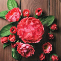 Geranium Pinto Premium Coral – Pelargonium Seeds | 1,000 Seeds | Pastel Coral Blooms | Vigorous Garden Variety | Pot & Landscape Friendly | Easy to Grow