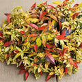 Trachelospermum asiaticum ‘Summer Sunset’ Seeds – Hardy Asiatic Jasmine | 5 Seeds | Rare Variegated Vine | Fragrant Climbing Plant