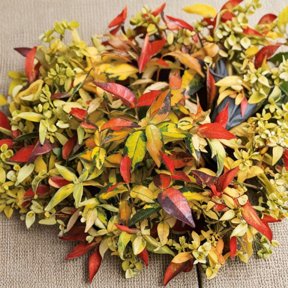 Trachelospermum asiaticum ‘Summer Sunset’ Seeds – Hardy Asiatic Jasmine | 5 Seeds | Rare Variegated Vine | Fragrant Climbing Plant