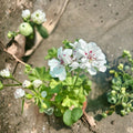 White Geranium Live Plant in Pot – Blooming Pelargonium Flower Plant | Outdoor Patio & Garden Container Plant