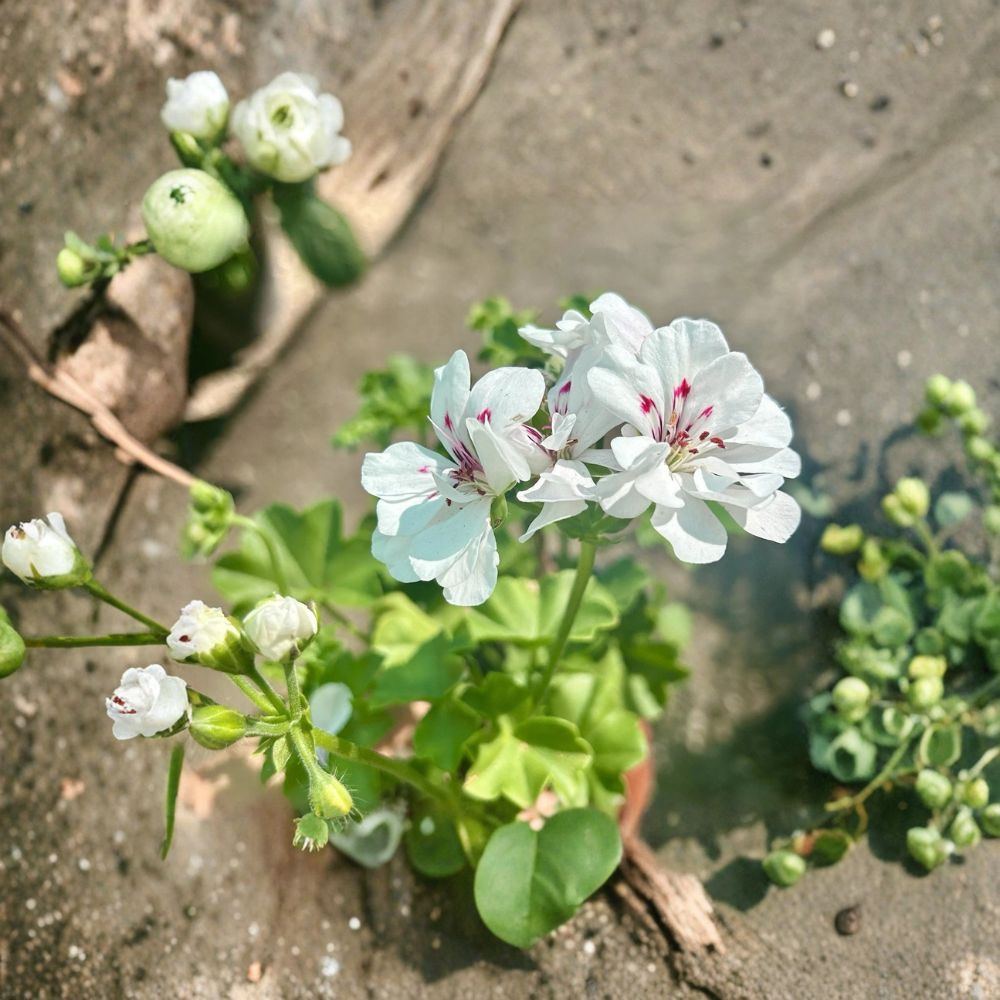 White Geranium Live Plant in Pot – Blooming Pelargonium Flower Plant | Outdoor Patio & Garden Container Plant