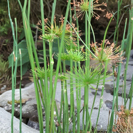 Live Dwarf Papyrus – Cyperus haspan Aquatic Marginal Pond Plant | 15–25 Inches Tall | Includes Nursery Pot | Tropical Water Garden Plant | Easy to Grow