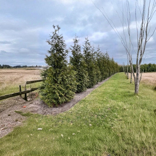Thuja Green Giant Arborvitae – Thuja standishii × plicata Live Evergreen | 1 Gallon Pot | Fast-Growing Privacy Tree