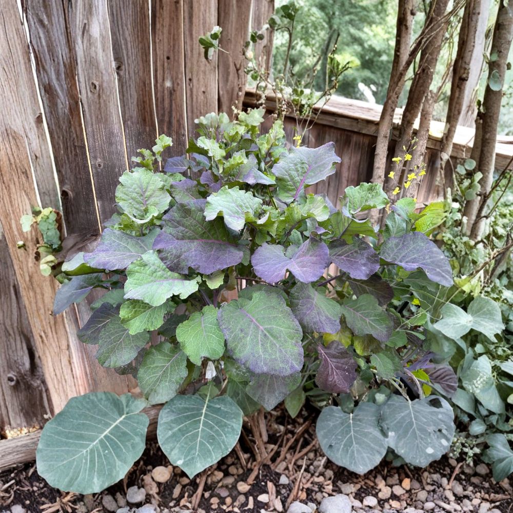 Purple Tree Collards – Brassica oleracea Live Rooted Plant | Perennial Tree Kale | Edible Leafy Green | Food Garden Starter