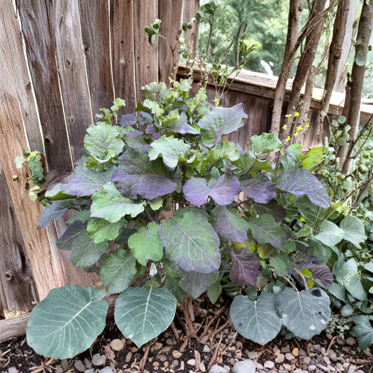 Purple Tree Collards – Brassica oleracea Live Rooted Plant | Perennial Tree Kale | Edible Leafy Green | Food Garden Starter