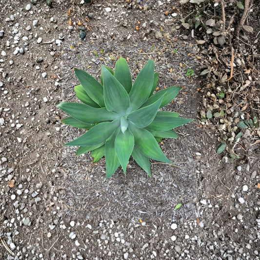 Foxtail Agave Live Plant – 6 Inch | Agave attenuata | Thornless Green Agave | Bare Root Succulent | Indoor & Outdoor Plant | Easy Care
