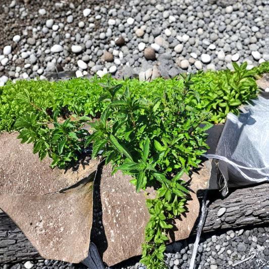 Sweet Pear Mint – Mentha × piperita ‘Sweet Pear’ Unrooted Cuttings | 6 Cuttings | Organic Herb Plant | Pear-Scented Mint | Easy to Root