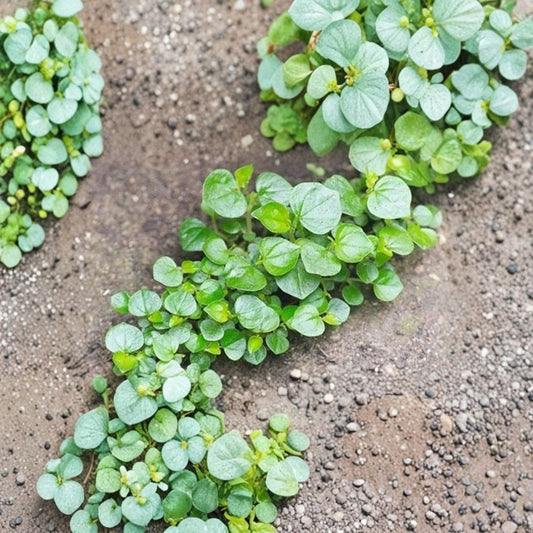 Rau Cang Cua (Crab Claw Plant) Live Plant | Rooted Ready to Grow | Edible Vietnamese Herb | Peperomia pellucida | Container & Garden Friendly