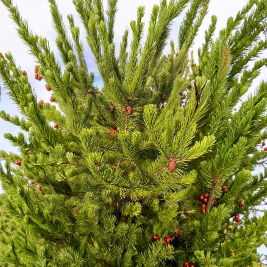 Lodgepole Pine – Live Plant | 3–6 Inches Tall | 3 Inch Pot | Pinus contorta | Evergreen Conifer Tree | Landscaping & Reforestation