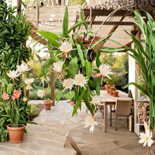 Queen of the Night Cactus – Epiphyllum oxypetalum Live Rooted Plant | 3 Inch Pot | Night Blooming Orchid Cactus | Fragrant Tropical Houseplant