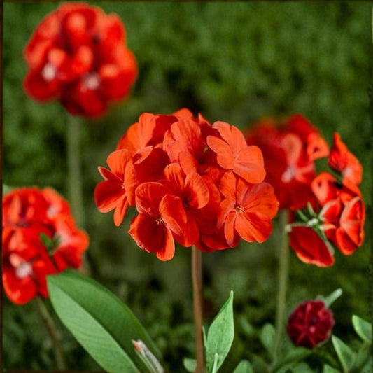 Geranium Pinto Premium Scarlet Deep – Pelargonium Seeds | 1,000 Seeds | Hot Deep Scarlet Blooms | Vigorous Garden Variety | Pot & Landscape Friendly | Easy to Grow