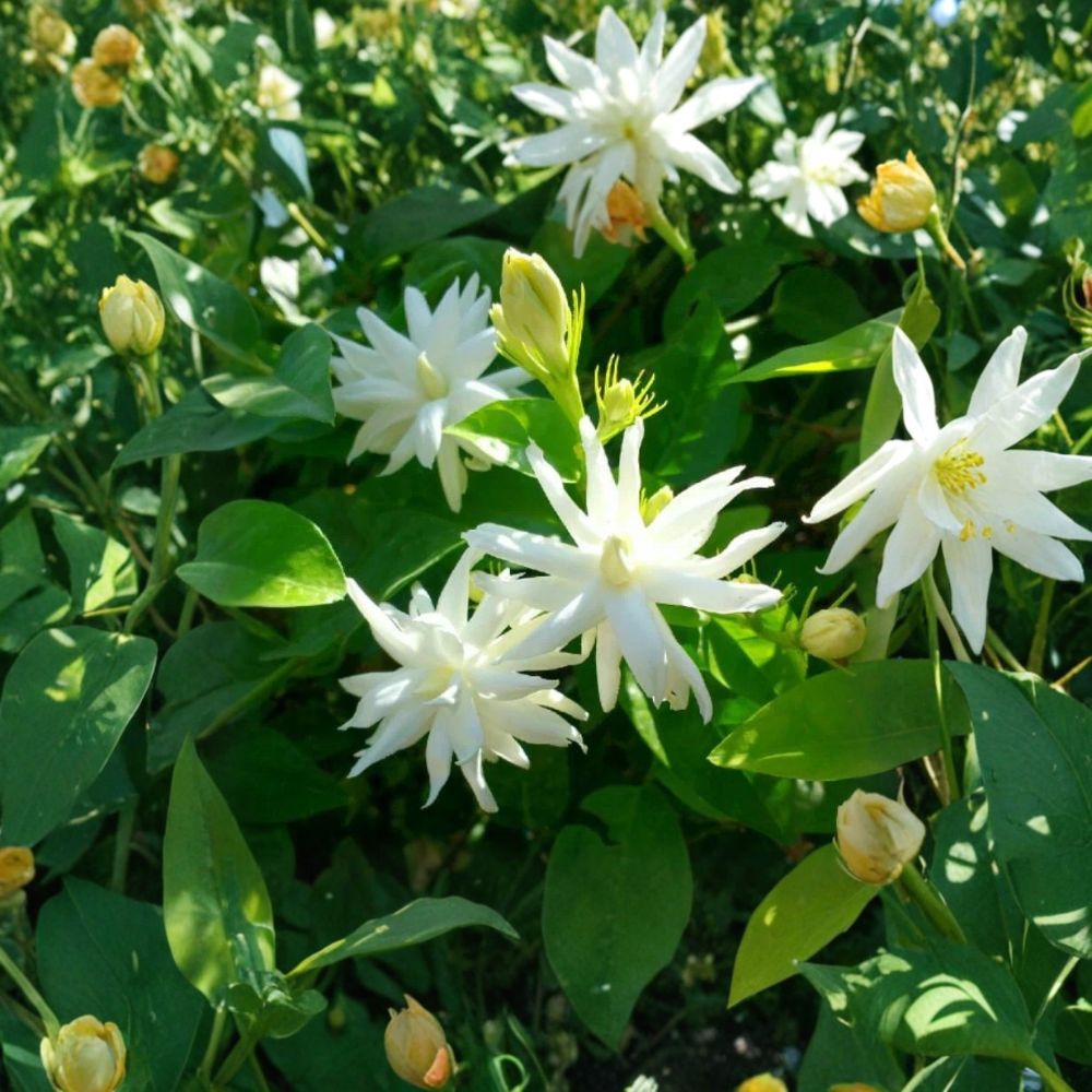 Belle of India Jasmine Plant – Jasminum sambac Double | Live Starter Plant in Pot | Intensely Fragrant Blooms | Indoor Outdoor Tropical