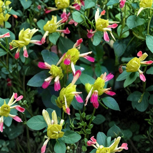 Fruit Cocktail Shrimp Plant – Justicia brandegeana Live Starter Plant | 2–8 Inches Tall | Ships in Nursery Pot | Tropical Flowering Shrub