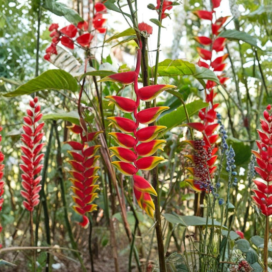 Heliconia Rostrata – Hanging Lobster Claw Live Rhizome | Tropical Flowering Plant | Exotic Garden Favorite | Easy to Grow