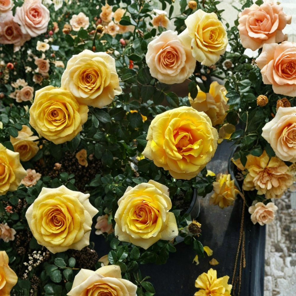 St. Tropez Floribunda Rose – Rosa Hybrid Live Plant | 3 Gallon Rose Bush | Abundant Blooms | Landscape Garden Rose | One-Year-Old Field Grown Plant
