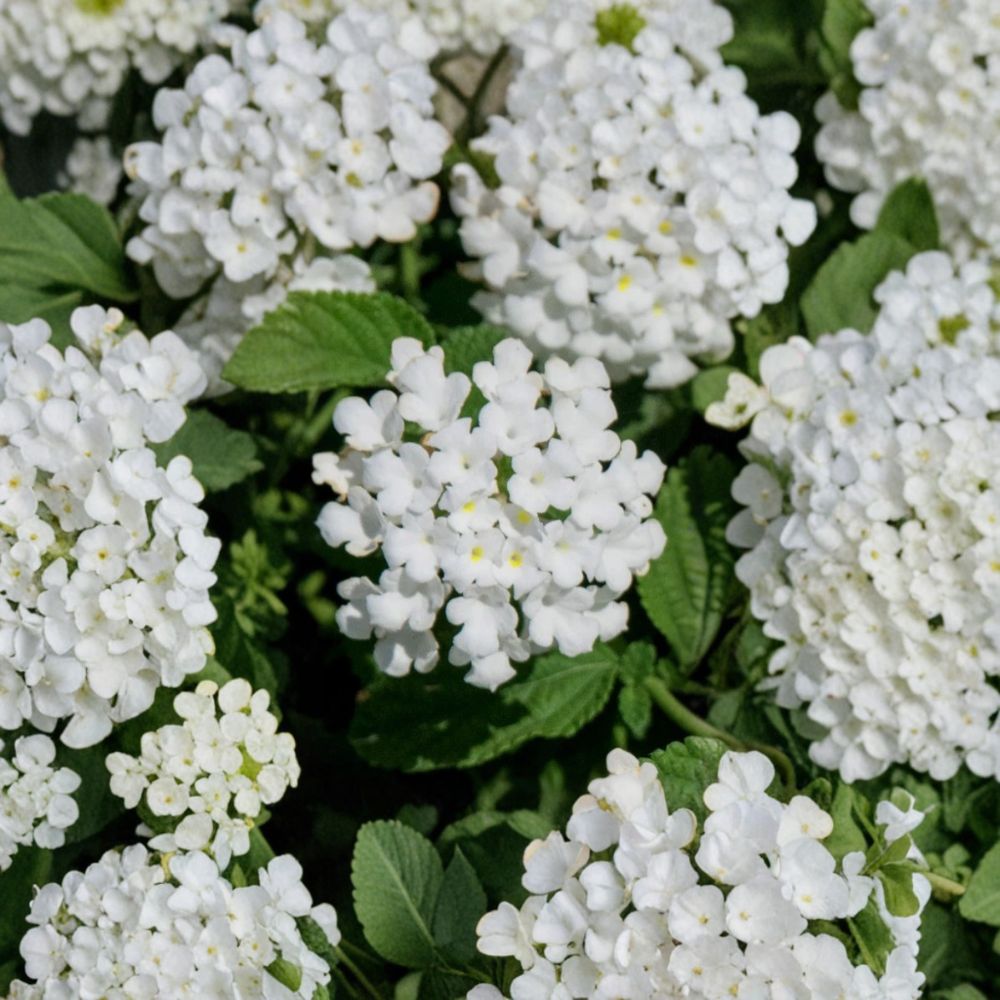 Trailing White Lantana – Lantana camara Live Starter Plants | Set of 2 | 4–6 Inches Tall | Bare Root Root Ball | Flowering Groundcover