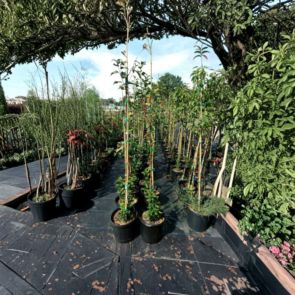 Prairiefire Flowering Crabapple Tree – Malus × robusta Live Plant | 4–6 Feet Tall | Red Flowering Ornamental Tree | Includes Root-Wrapped Tree | Landscape Favorite | Easy to Grow