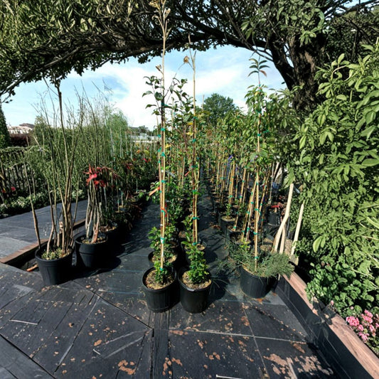 Prairiefire Flowering Crabapple Tree – Malus × robusta Live Plant | 4–6 Feet Tall | Red Flowering Ornamental Tree | Includes Root-Wrapped Tree | Landscape Favorite | Easy to Grow