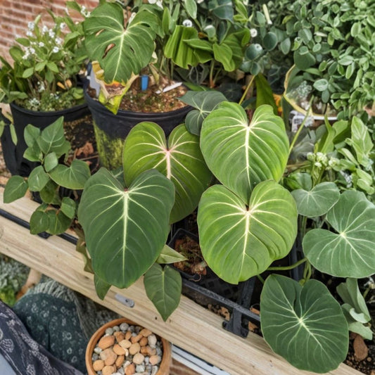 Live Philodendron Gloriosum Plant – 4–8" Starter | Large Heart-Shaped Velvet Foliage | Tropical Aroid Houseplant | Ships Without Pot