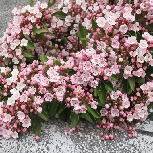 Pink Mountain Laurel – Kalmia latifolia Live Plant | 1 Ft+ Bare Root | Pink Flowering Evergreen Shrub | Natural Grown | Woodland Garden Plant | Hardy Outdoor Shrub