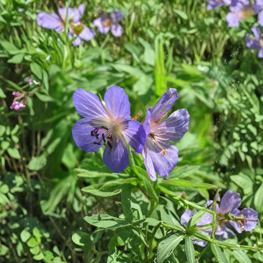 Geranium Pratense Seeds – 15+ Meadow Cranesbill Flower Seeds | Blue Violet Perennial Blooms | Pollinator Friendly Garden Plant