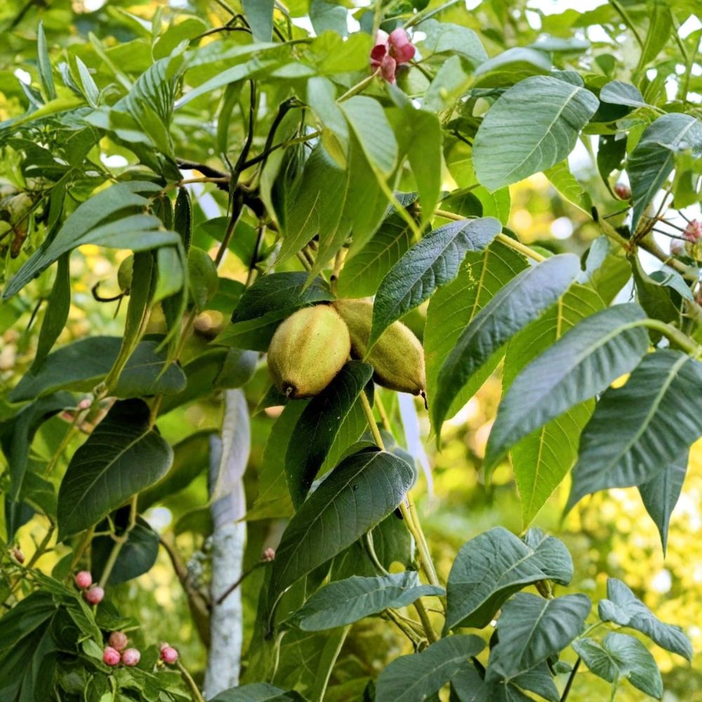3 White Walnut (Butternut) Trees | 12–24 Inches Tall | Juglans cinerea Bare Root Seedlings | Hardy Native Nut Trees | Ready to Plant