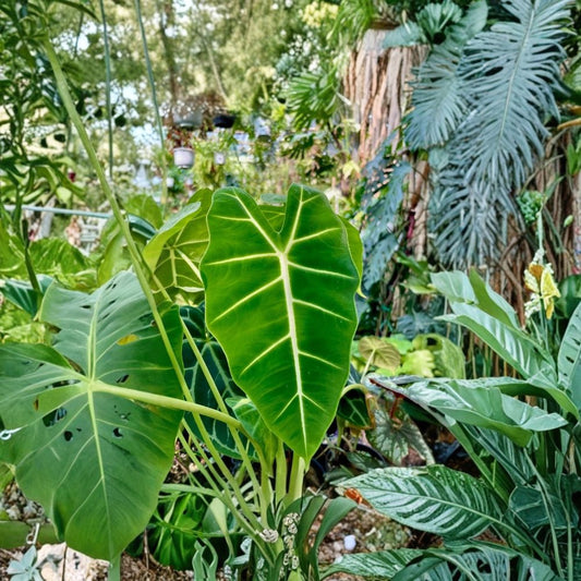 Set of 2 Green Frydek Alocasia Live Plants – 4–6 Inches Tall | Alocasia micholitziana | Velvety Green Foliage | Tropical Houseplant | No Pot | Indoor & Container Friendly