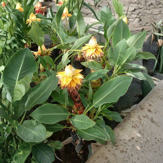 Chinese Dwarf Yellow Banana Live Plant – Musella lasiocarpa | Golden Lotus Banana | Rooted Starter Plant | Potted