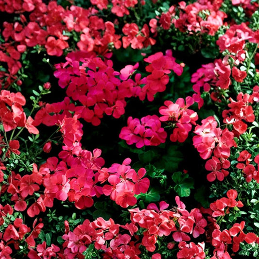 Fuchsia Ivy Leaf Geranium Seeds – Pelargonium Summer Showers | Trailing Flower Seeds | Hummingbird Friendly Patio Plant