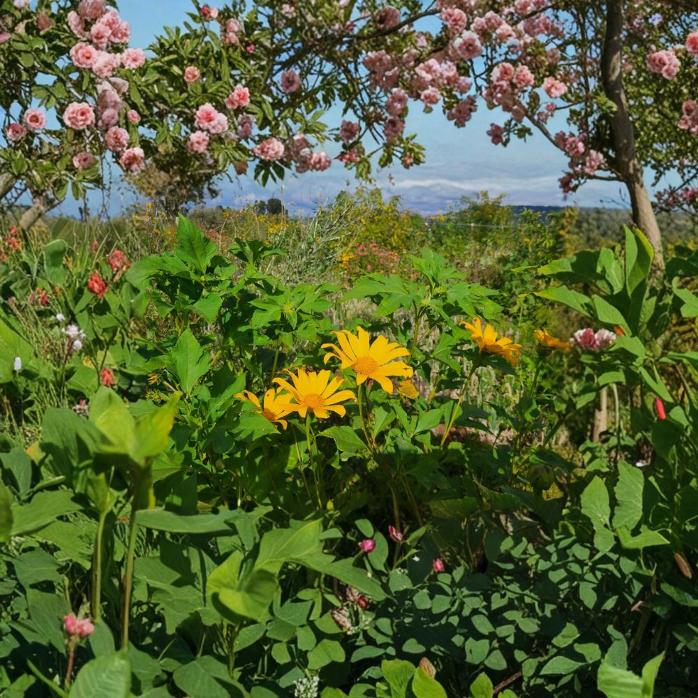 Perennial Mexican Sunflower – Tithonia diversifolia Unrooted Cuttings | 3 Cuttings | Organic Tree Marigold | Fast Growing Flowering Plant | Easy to Root